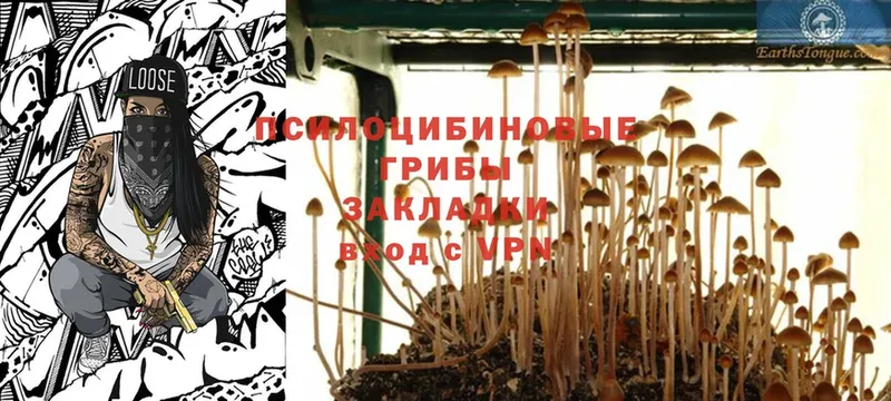 Псилоцибиновые грибы Psilocybine cubensis  Камышин 